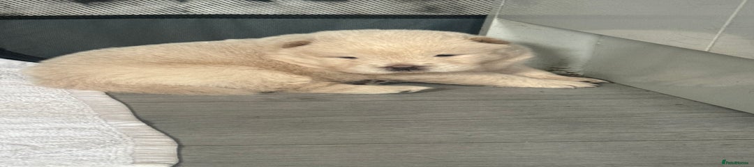 Chow Chow Puppy 4