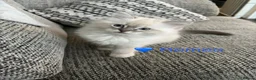 Ragdoll cats for sale: GCCF Registered - 1 Blue Tabby Remaining  - Advert 7