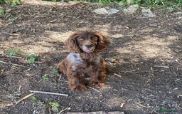 Cocker Spaniel dogs for sale: Cocker spaniel for sale  - Image 3
