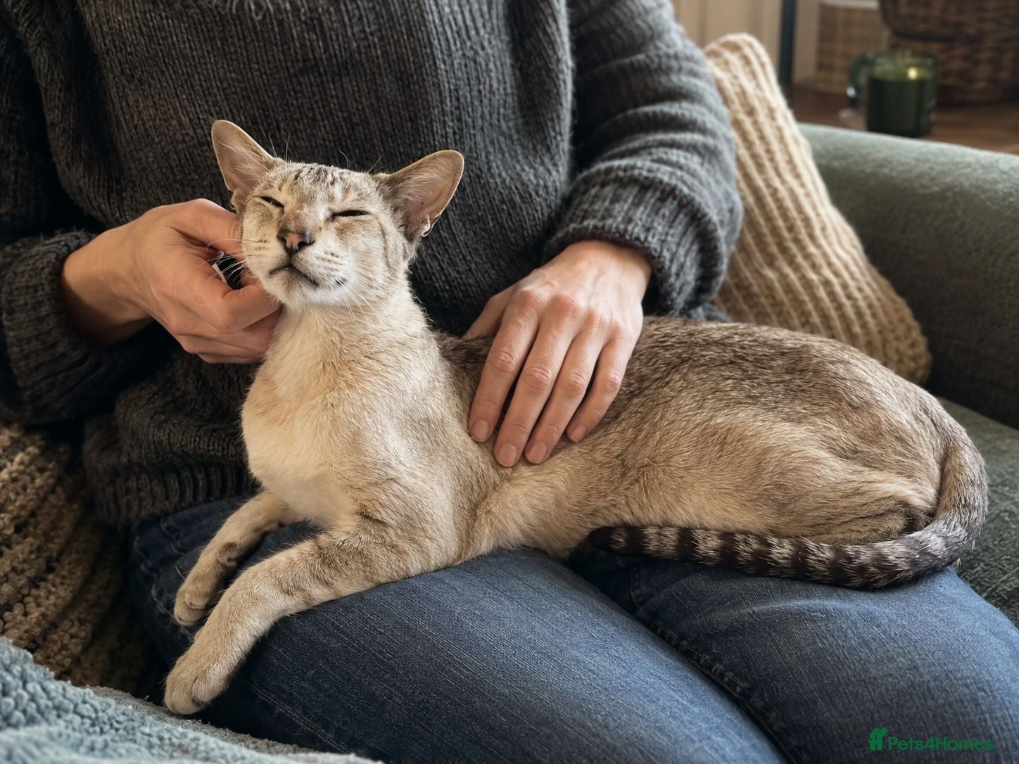Siamese cats 7 year old Siamese seeks final home - Advert 11