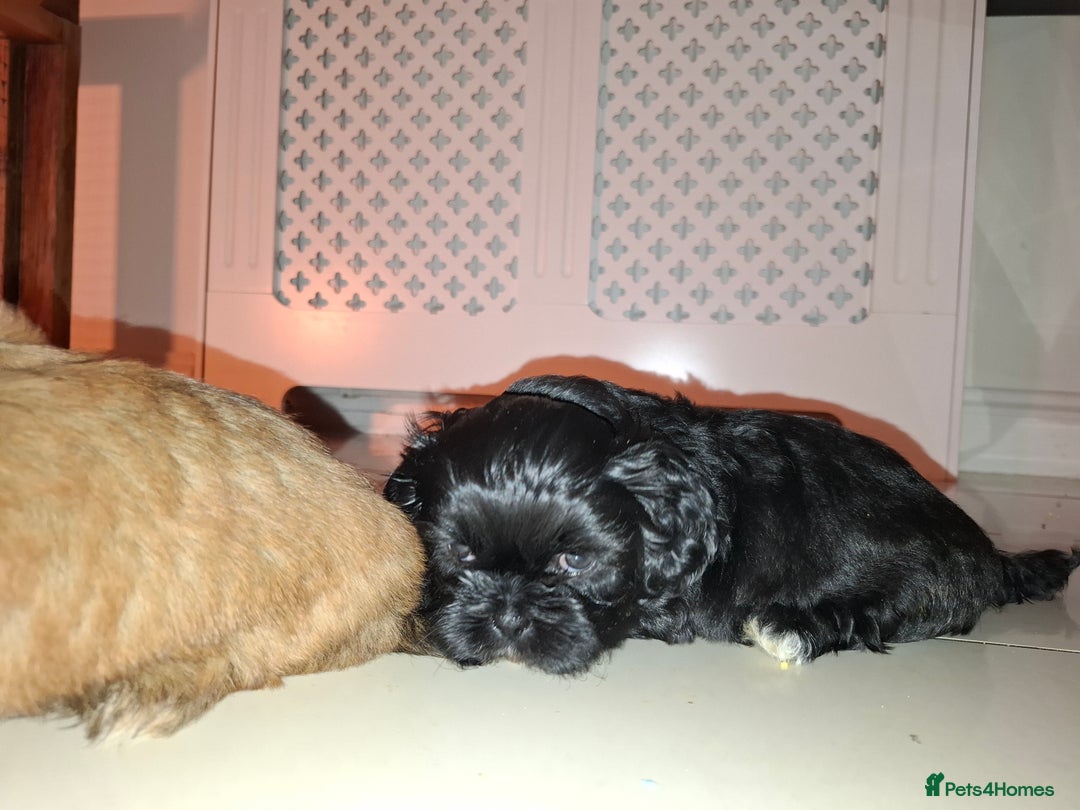 Shih Tzu dogs for sale: Shih tzu pups - Advert 15