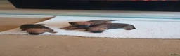 Border Terrier dogs for sale: Border trerrier puppies - Advert 3