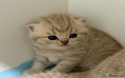 British Shorthair cats for sale: PEDIGREE REGISTERED CHUNKY BRITISH SHORTHAIRS  - Image 26