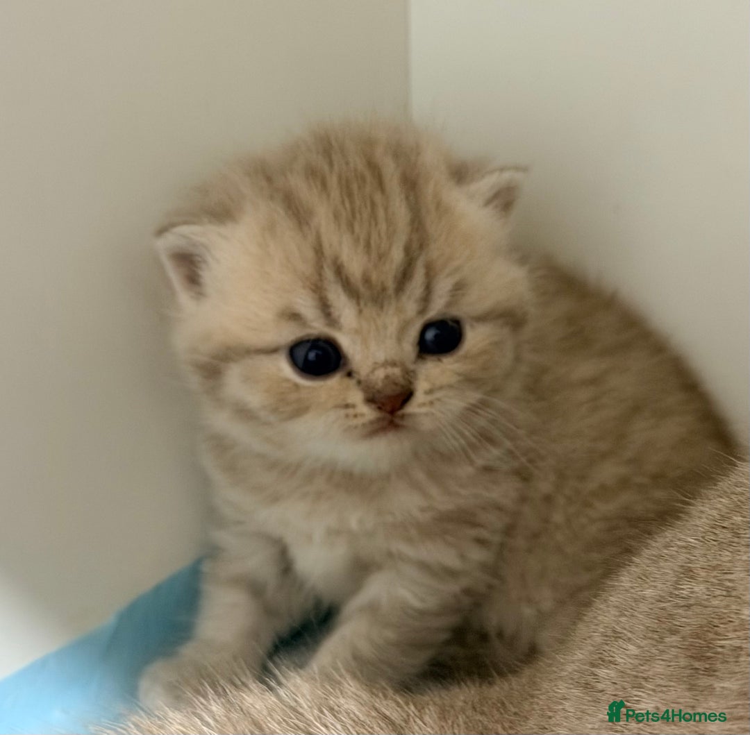 British Shorthair cats for sale: PEDIGREE REGISTERED CHUNKY BRITISH SHORTHAIRS  - Image 26