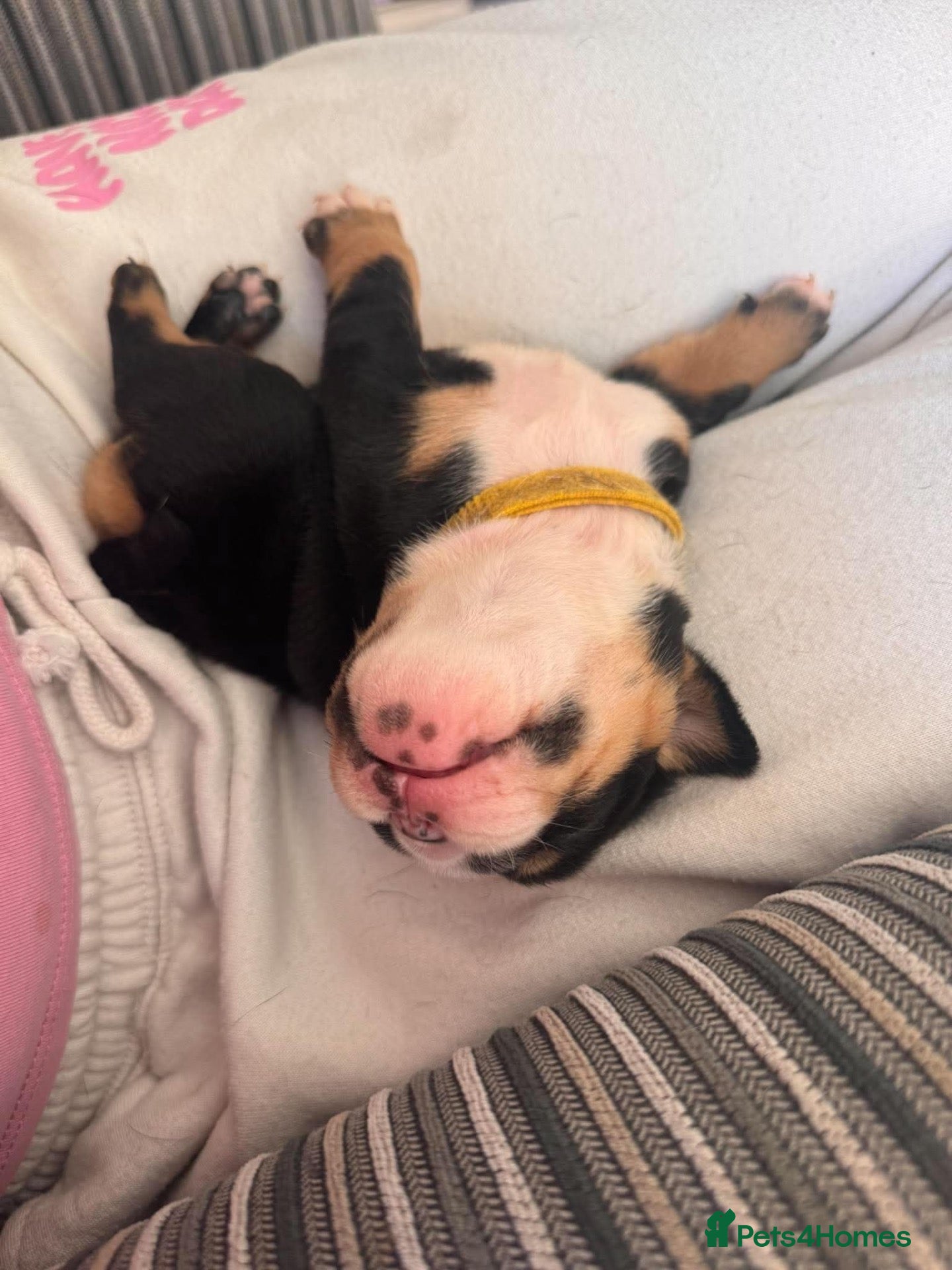English Bulldog dogs Registered english bulldog puppies  - Advert 12