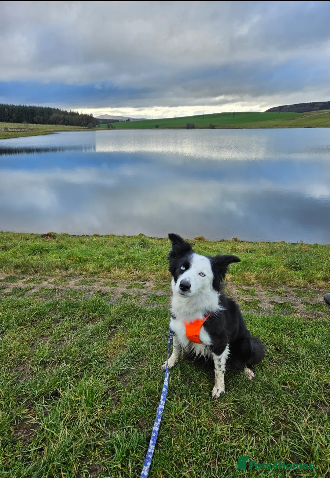 Border Collie dogs for sale: Loving young female border collie for pet home - Advert 9