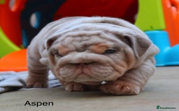 English Bulldog dogs for sale: Outstanding English bulldog puppies - Image 2