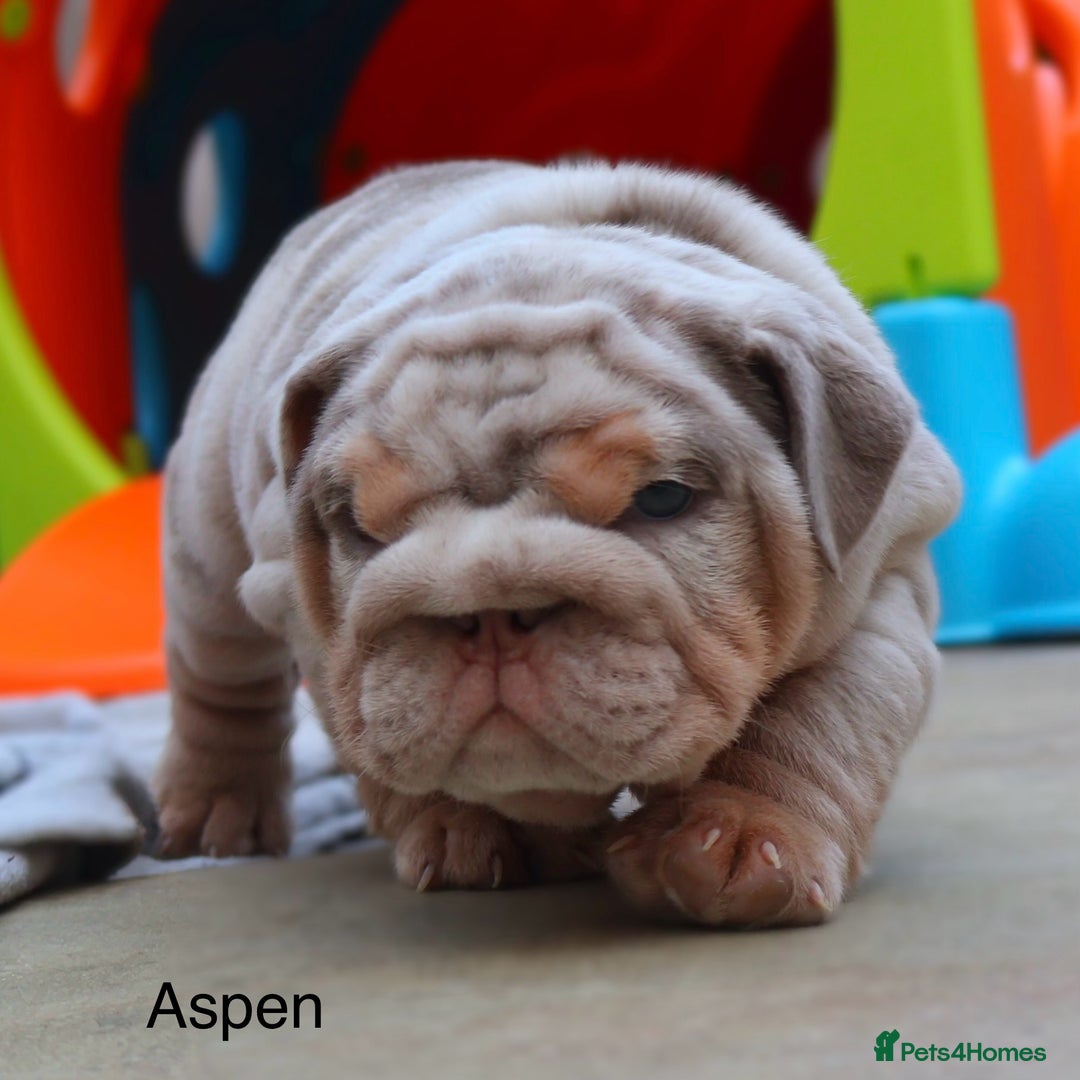 English Bulldog dogs for sale: Outstanding English bulldog puppies - Image 2