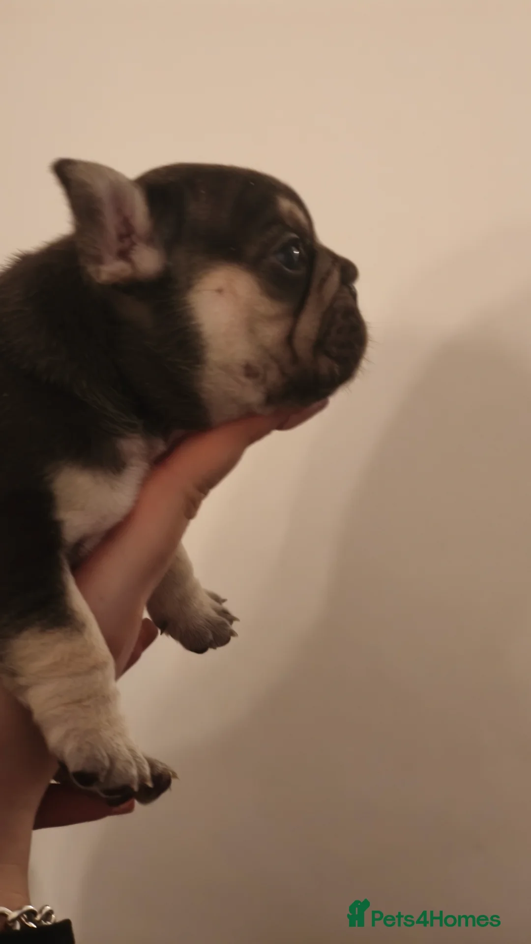 French Bulldog dogs for sale: Five beautiful girls - Advert 11