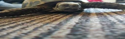 Tortoise reptiles for sale: Male Horsfield Tortoise  - Advert 4