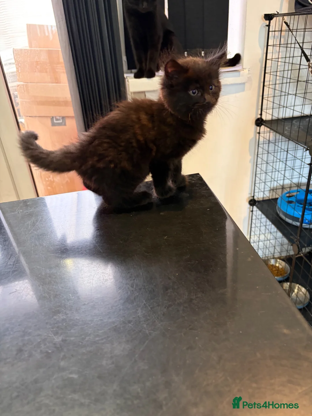 Mixed Breed cats for sale: BSH x Bombay kittens  - Advert 2