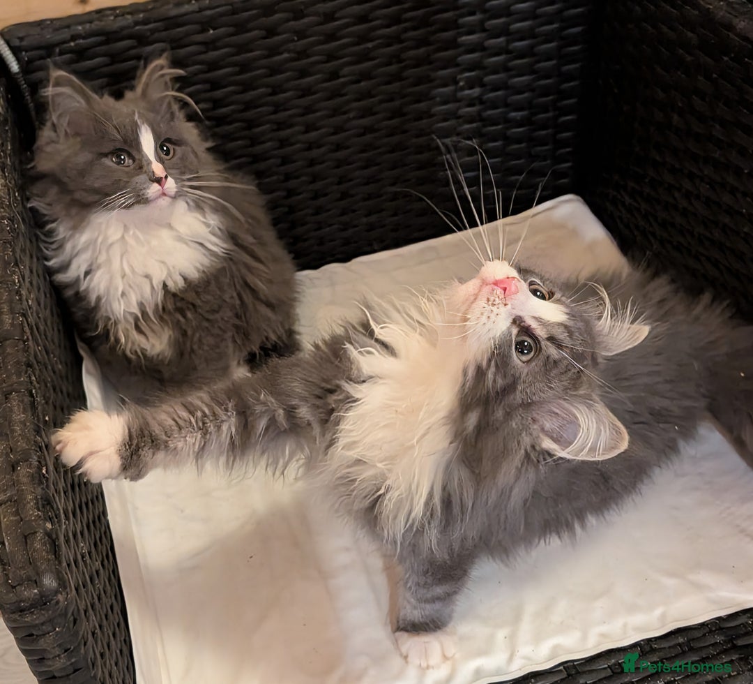 Maine Coon cats for sale: Maine Coon pedigree kittens  - Advert 7