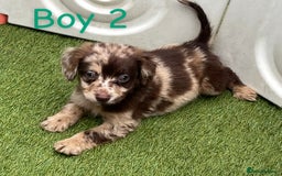 Cocker Spaniel dogs for sale: 6 beautiful cocker spaniel puppies  - Image 7