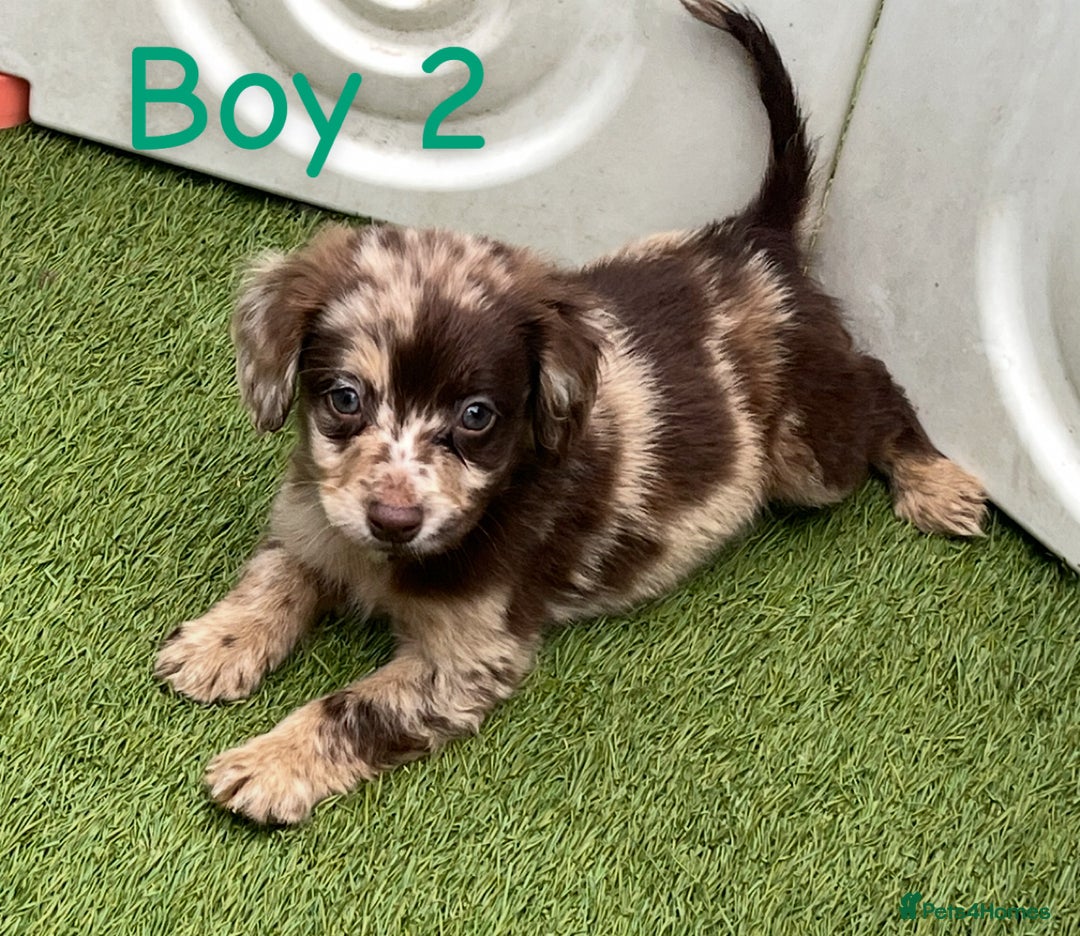 Cocker Spaniel dogs for sale: 6 beautiful cocker spaniel puppies  - Image 7