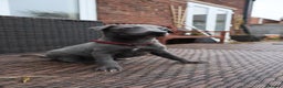 Whippet dogs for sale: KC registered Whippet pups - Advert 15
