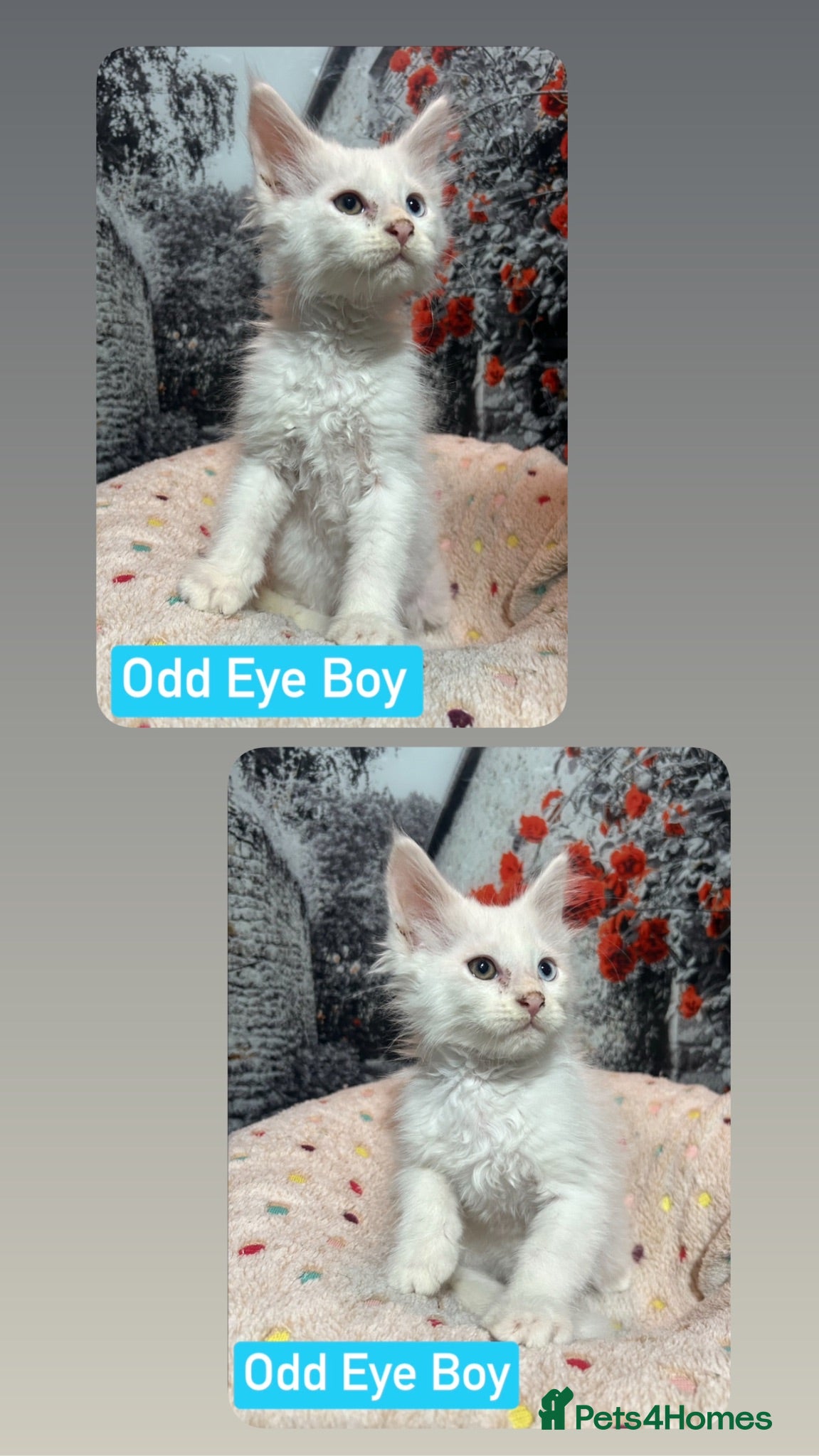 Maine Coon cats TICA Registered Maine Coon Kittens Ready SOON.  - Advert 17