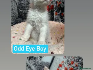 Maine Coon cats TICA Registered Maine Coon Kittens Ready SOON. - Advert 17