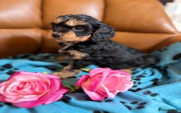 Cavapoo dogs for sale: Ruby &black n tan boys and girls  - Image 19