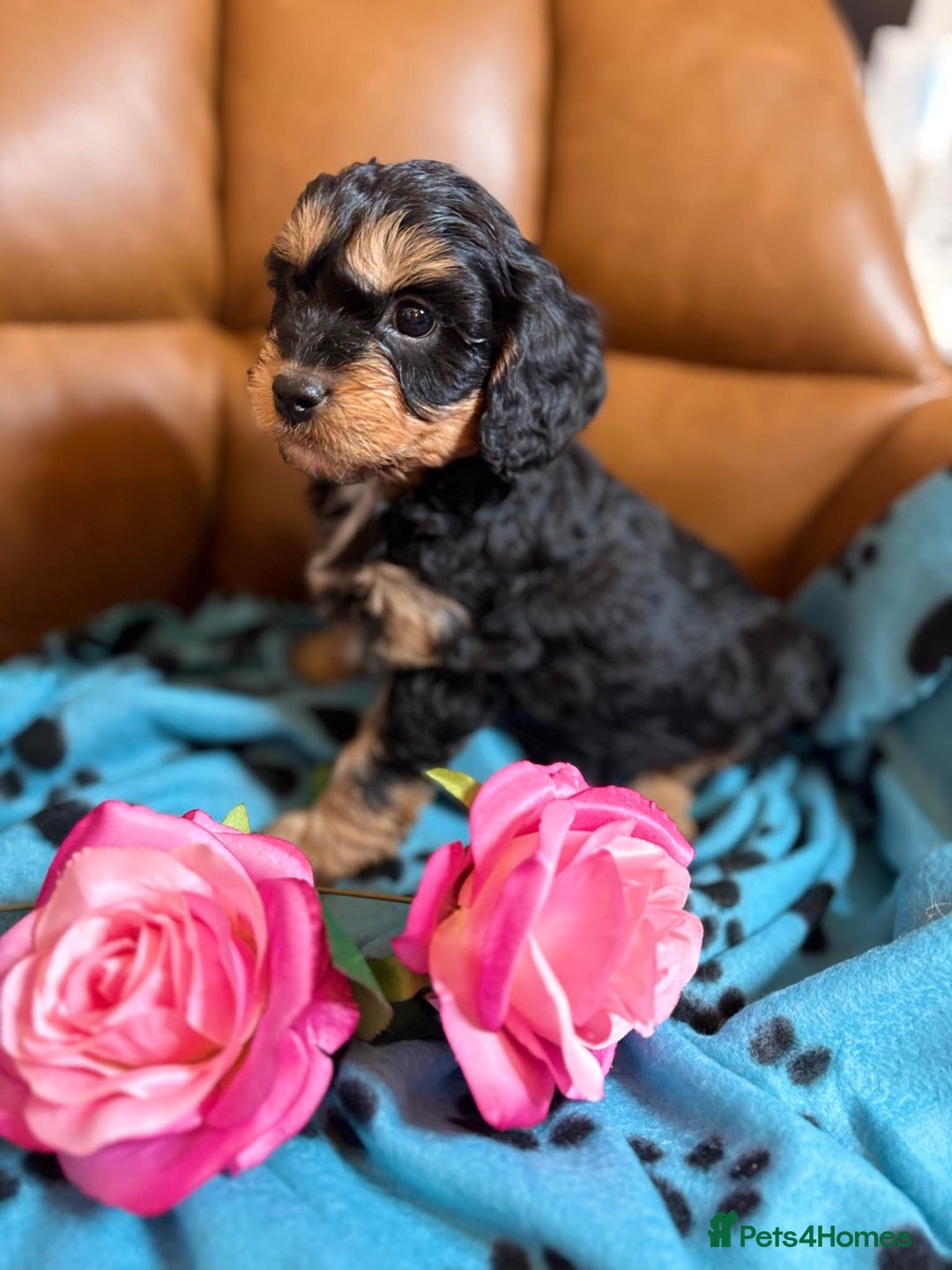 Cavapoo dogs for sale: Ruby &black n tan boys and girls  - Image 19