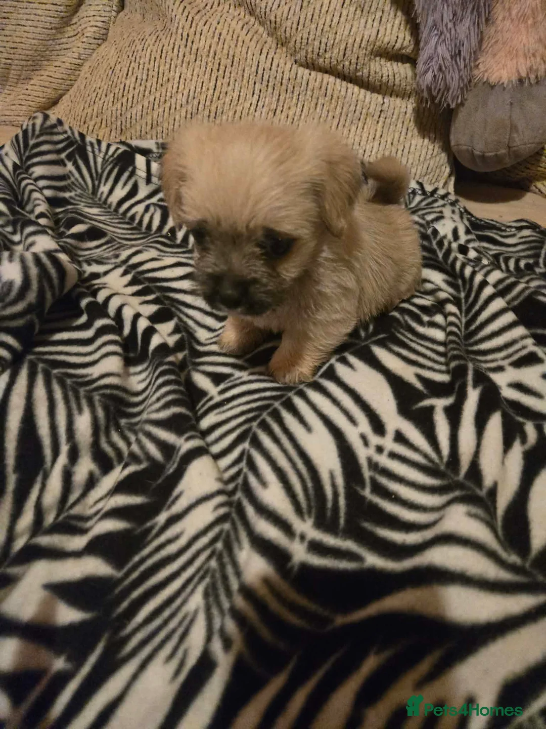 Mixed Breed dogs for sale: Cavachon x jug pups for sale ready now  - Advert 2