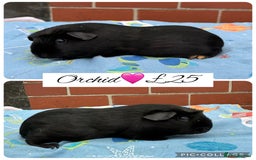 Guinea Pig rodents for sale: Female guinea pigs  - Image 12