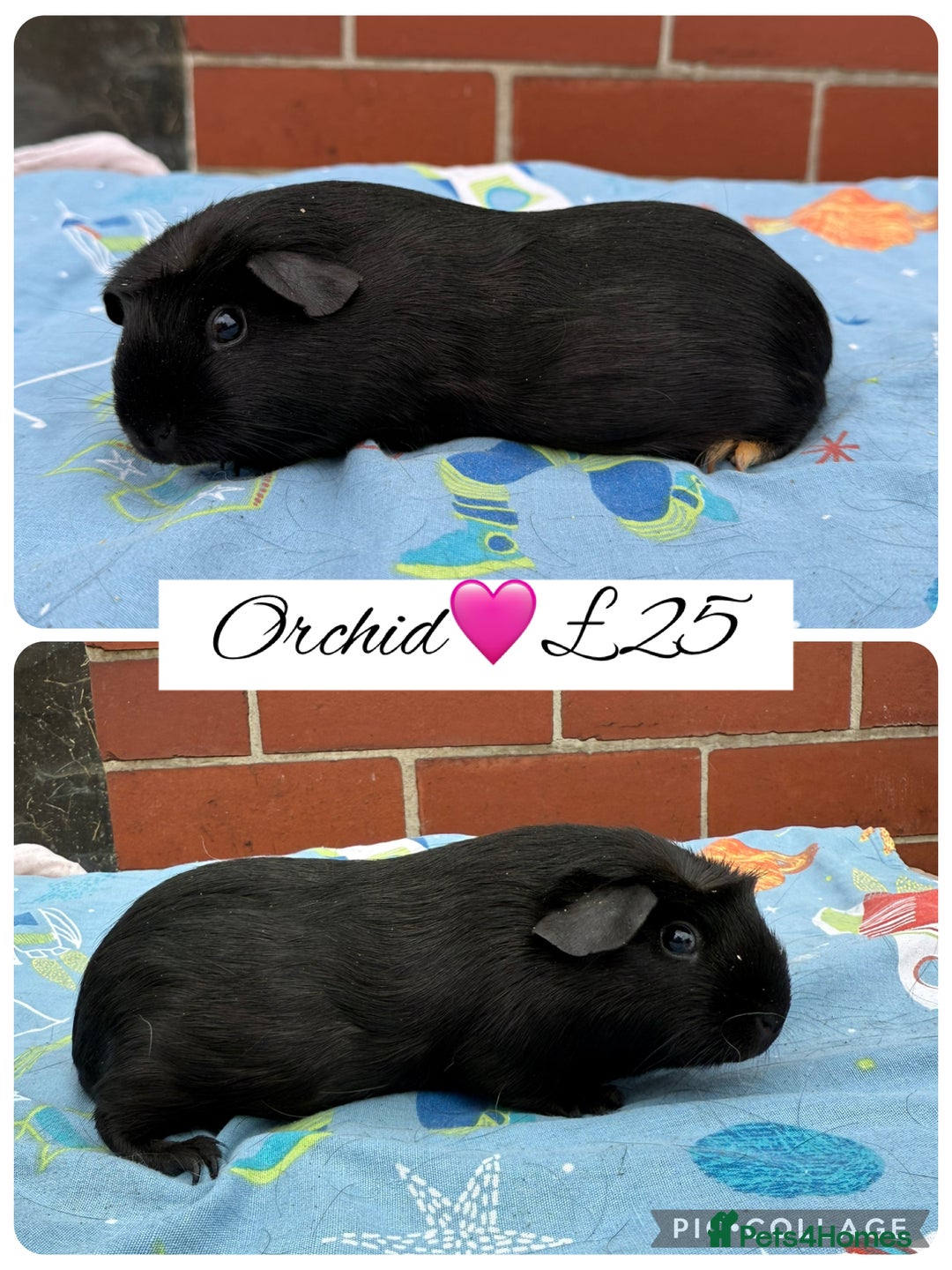 Guinea Pig rodents for sale: Female guinea pigs  - Image 12