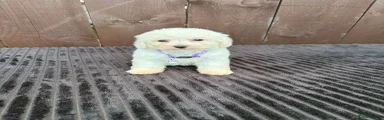 Miniature Poodle 3