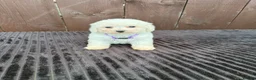 Miniature Poodle dogs for sale: Miniature poodles 2 boys 2 girls  - Advert 24