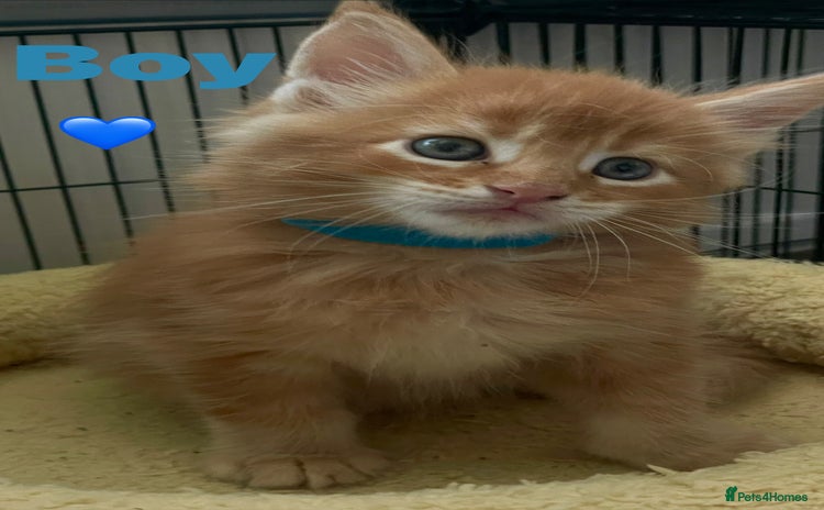 Maine Coon cats - Advert 4