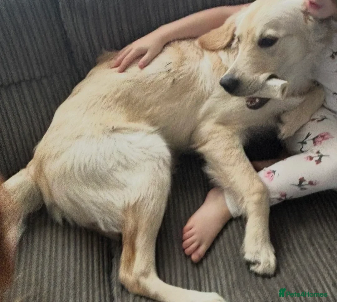 Golden Retriever dogs for sale: Golden Retriever Puppy - Advert 7