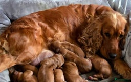 Cocker Spaniel dogs for sale: Cocker spaniel - Image 4