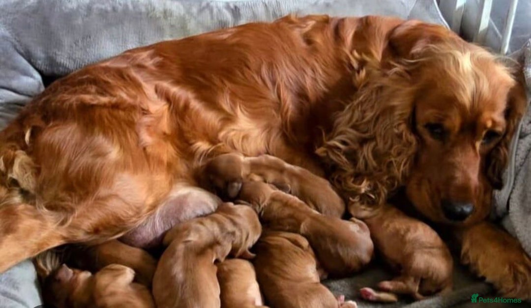 Cocker Spaniel dogs for sale: Cocker spaniel - Image 4