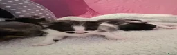 Domestic Shorthair cats for sale: Four beautiful healthy happy kittens  - Advert 21
