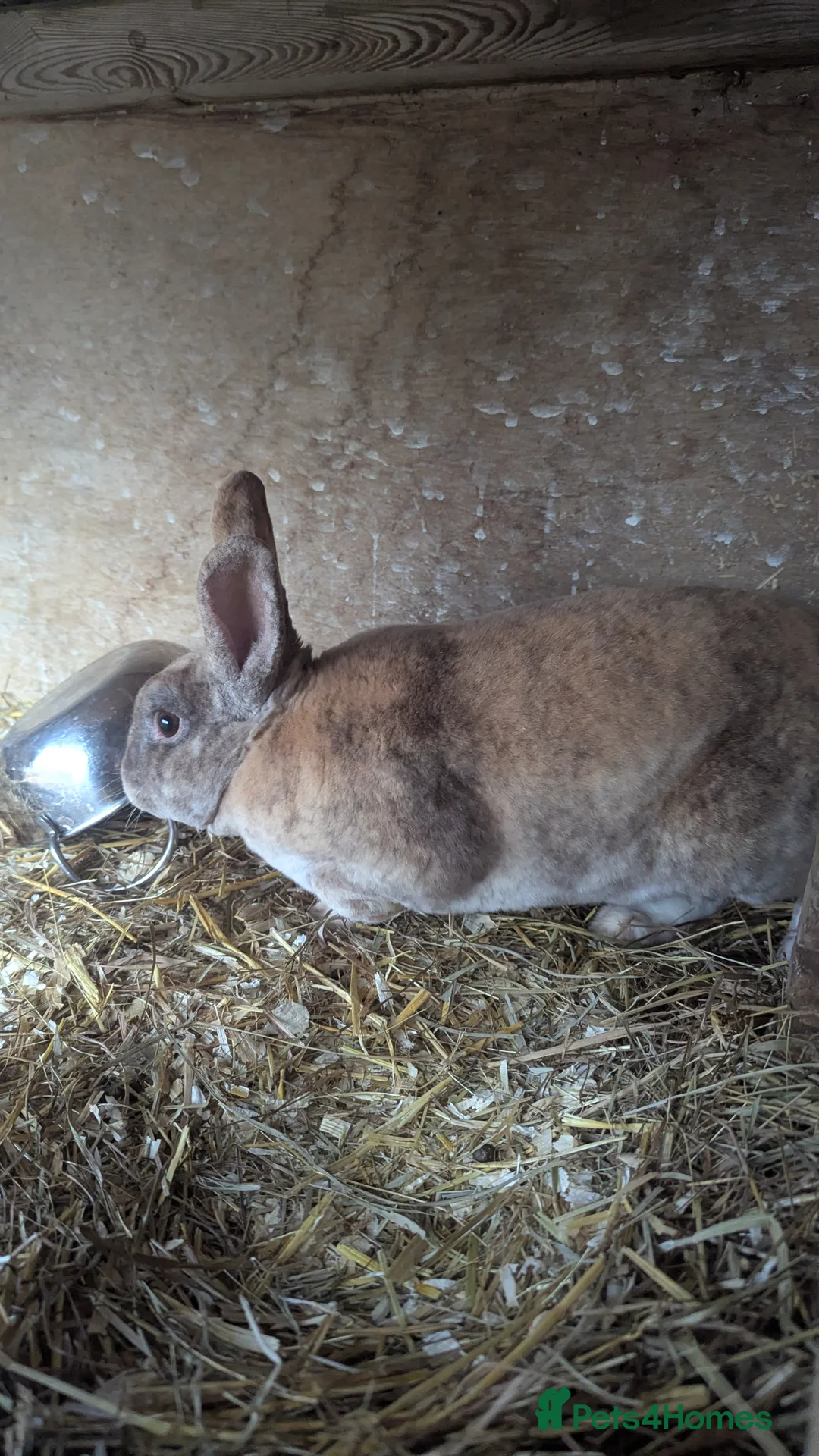 Rex rabbits for sale: 3 Rabbits - 2 x Velvet Rex, 1 x New Zealand White - Advert 6