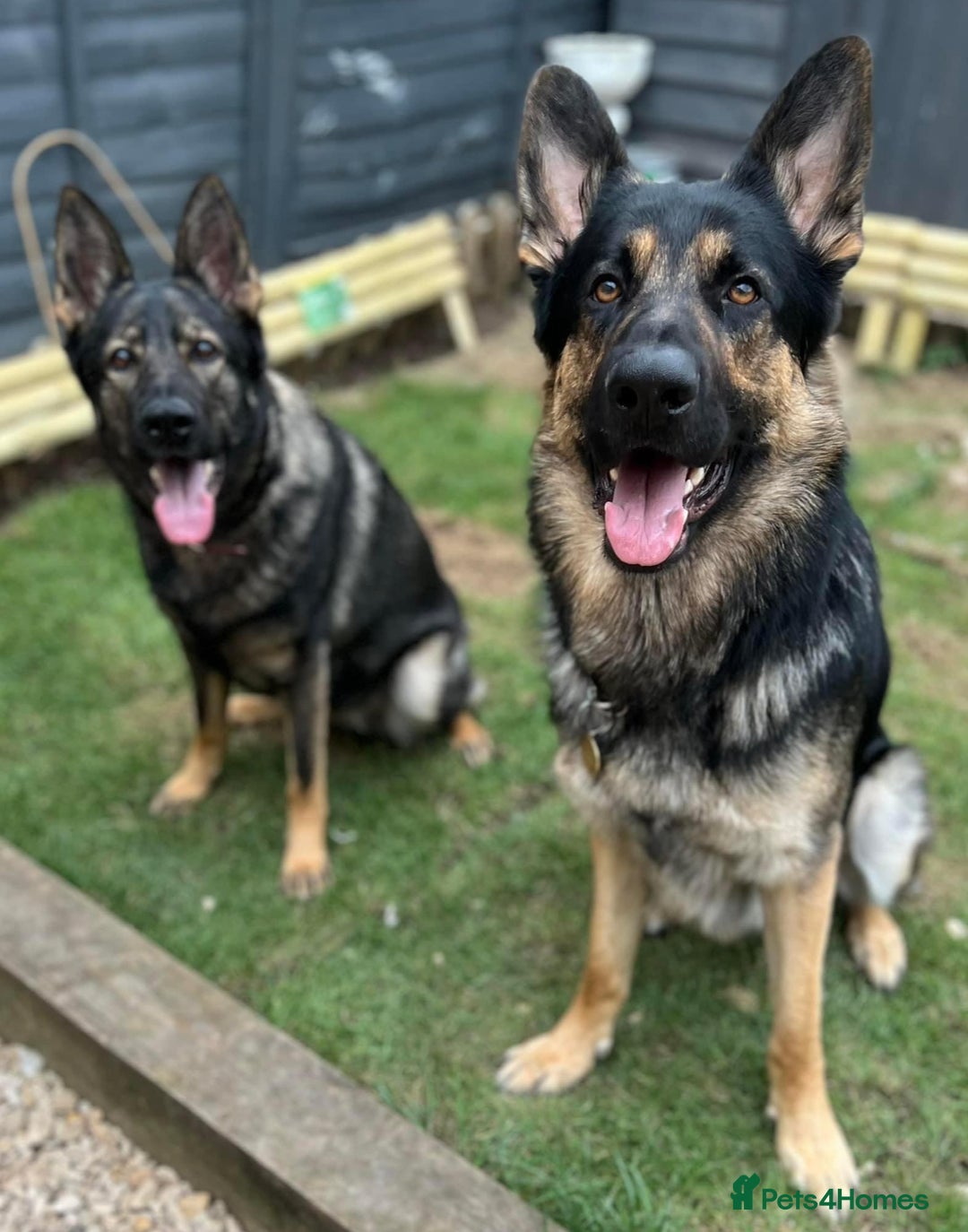 German Shepherd dogs for sale: Stunning German Shepard Litter On Their Way - Image 11