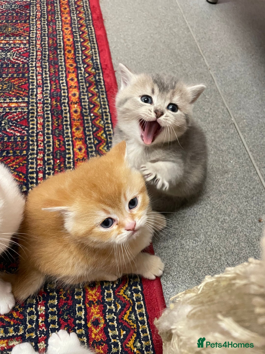 British Shorthair cats for sale: Adorable golden kittens - Advert 5