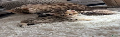 Spotted Bengal Kitten 1