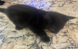 British Shorthair cats for sale: 2 Gorgous Black Kittens 1 Male 1 Female - Image 7