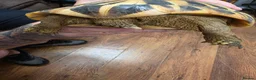 Hermann Tortoise reptiles for sale: Fully sized Hermann tortoise  - Advert 6