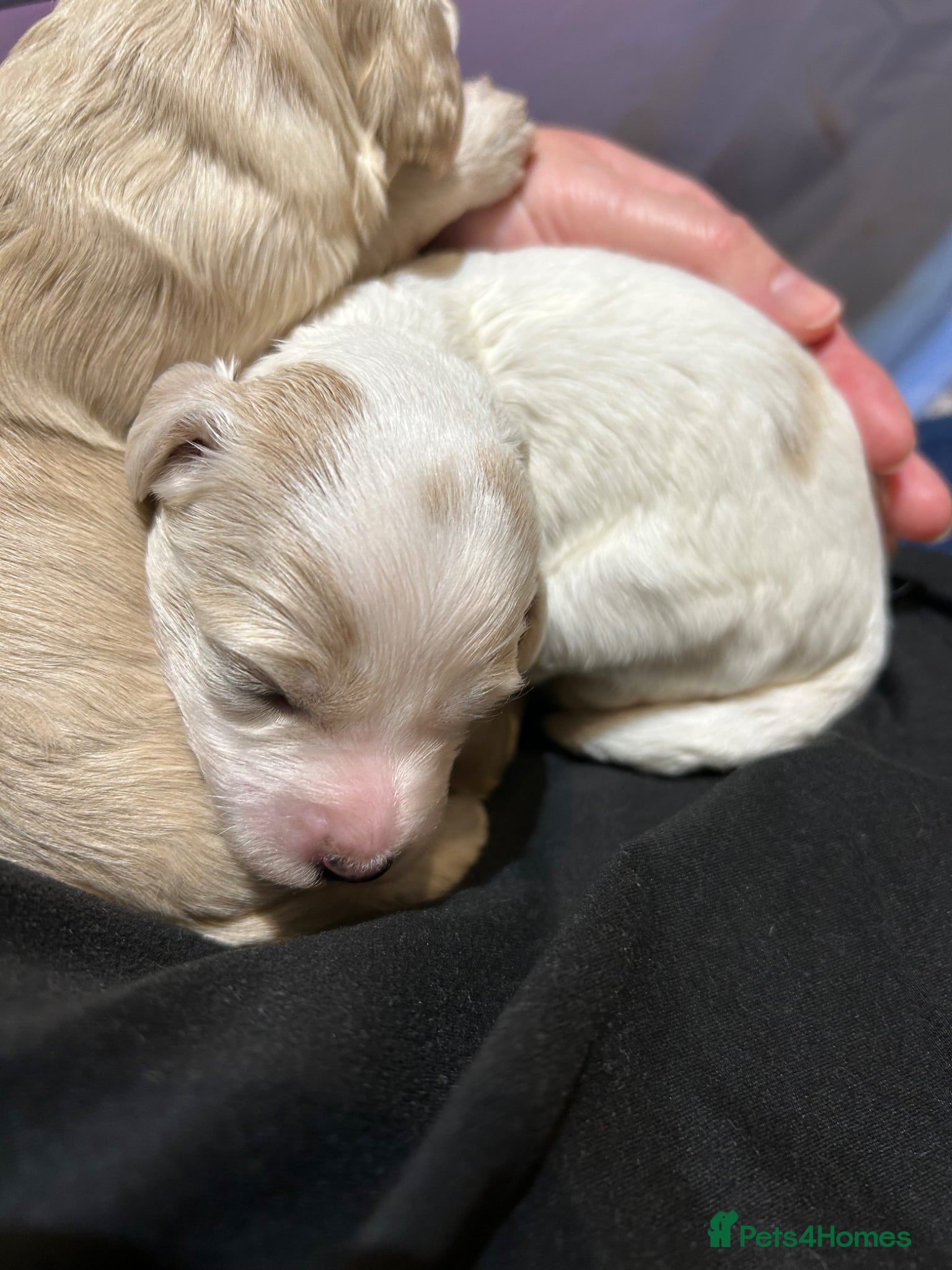 Cavapoo dogs I ONLY HAVE VIEWINGS AVAILABLE FOR FEMALE PUPS  - Advert 2