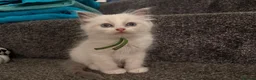 Ragdoll cats for sale: 🐾💙 GORGEOUS RAGDOLL KITTENS  - Advert 14