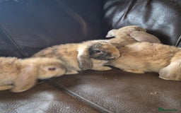 English Lop rabbits for sale: Holland lop baby rabbits  - Image 6