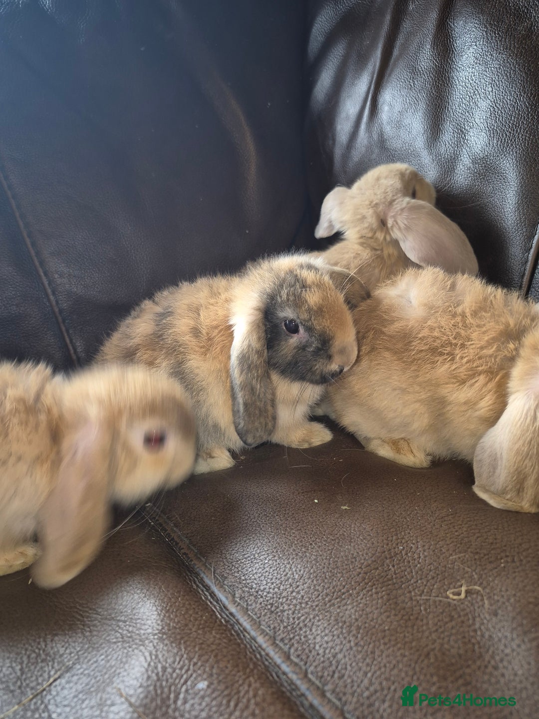 English Lop rabbits for sale: Holland lop baby rabbits  - Image 6