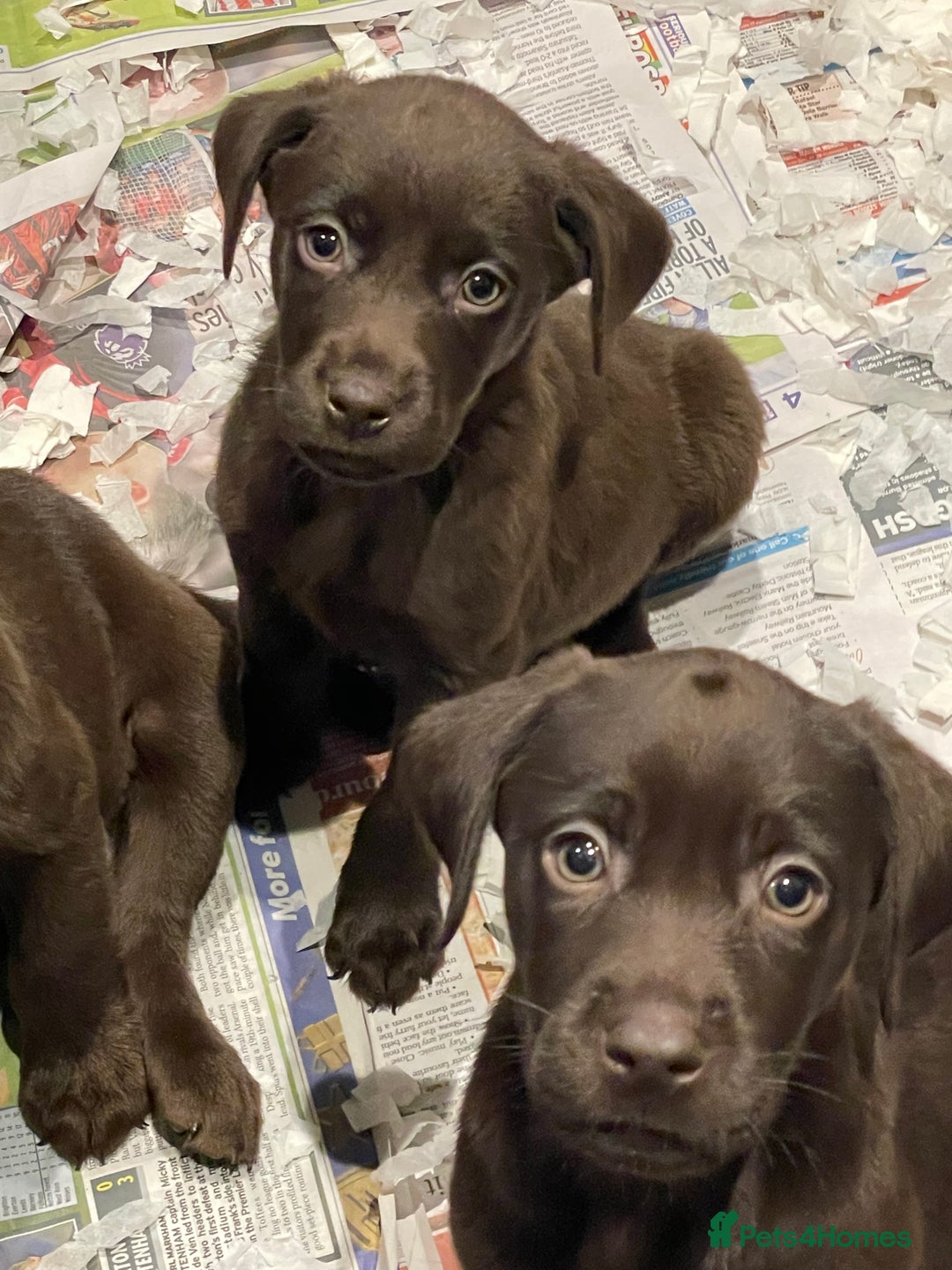 Labrador Retriever dogs for sale: 5 ⭐️  **  CHOCOLATE KC REG VET CHECKED, 1ST VAC - Advert 19