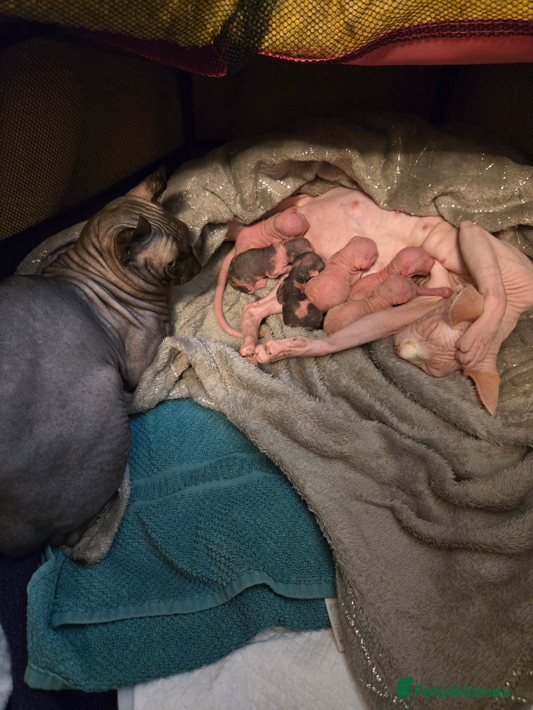 Sphynx cats for sale: Sphynx kittens - Image 2
