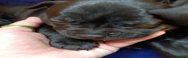Puppy 3