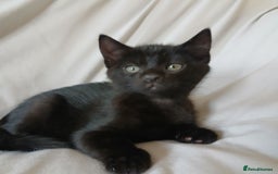 Mixed Breed cats for sale: READY NOW 4 male kittens looking for forever homes - Image 12