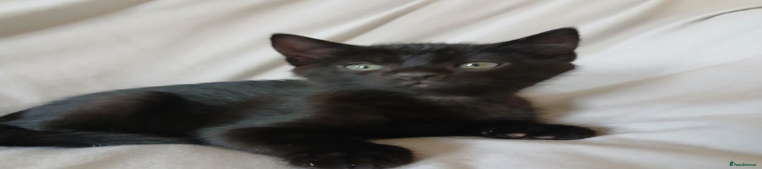 Mixed Breed Kitten 4