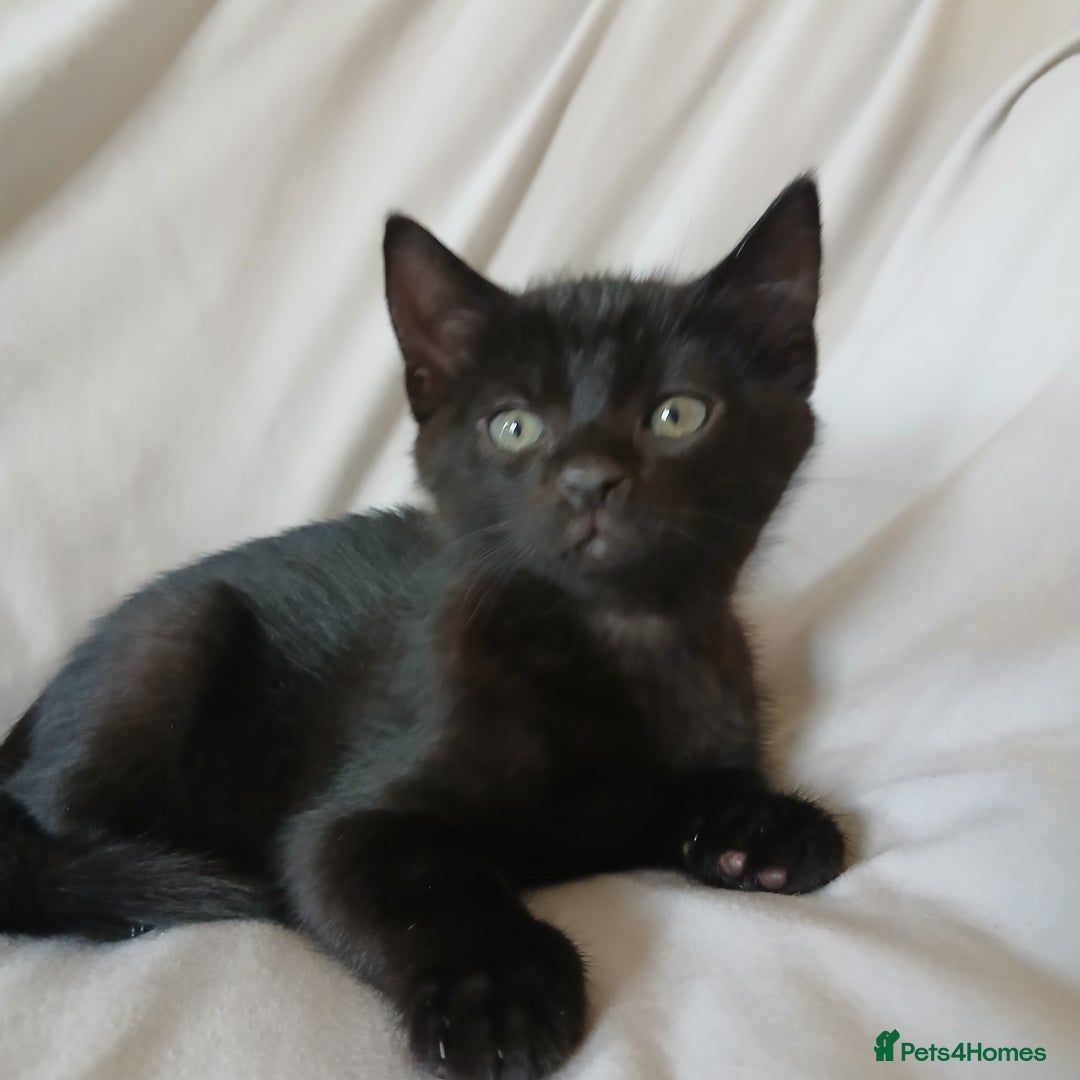Mixed Breed cats for sale: READY NOW 4 male kittens looking for forever homes - Image 12
