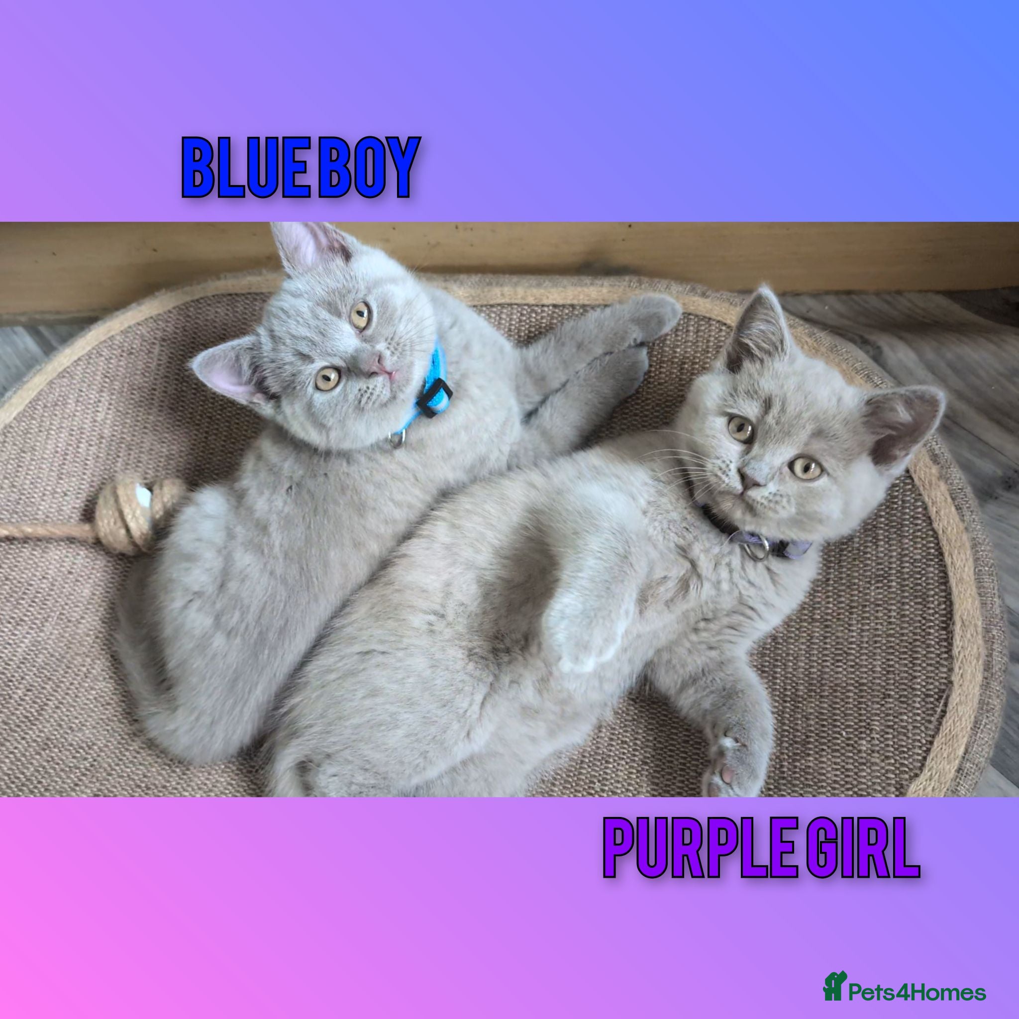 British Shorthair cats Stunning Lilac British Shorthair Kittens For Sale - Advert 2